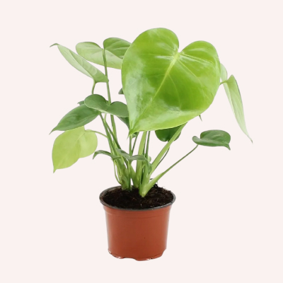 خانه و آشپزخانه