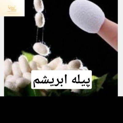 پیله ابریشم